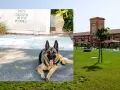 Un pastore tedesco riposa davanti a un memoriale con la scritta "FATE QUESTO IN MIA MEMORIA", con un edificio che ricorda l'ex vetreria Pirri sullo sfondo.