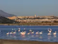 Fenicotteri rosa in uno stagno con Cagliari sullo sfondo.
