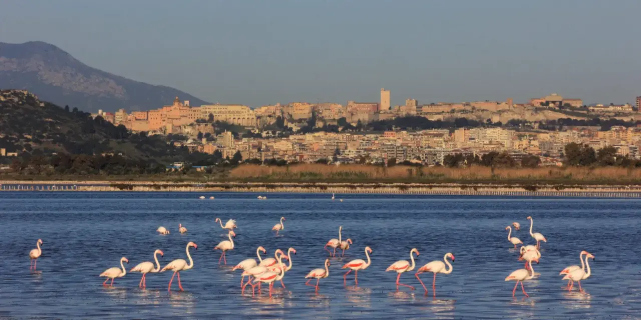 Fenicotteri rosa in uno stagno con Cagliari sullo sfondo.