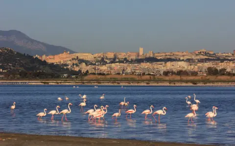 Fenicotteri rosa in uno stagno con Cagliari sullo sfondo.