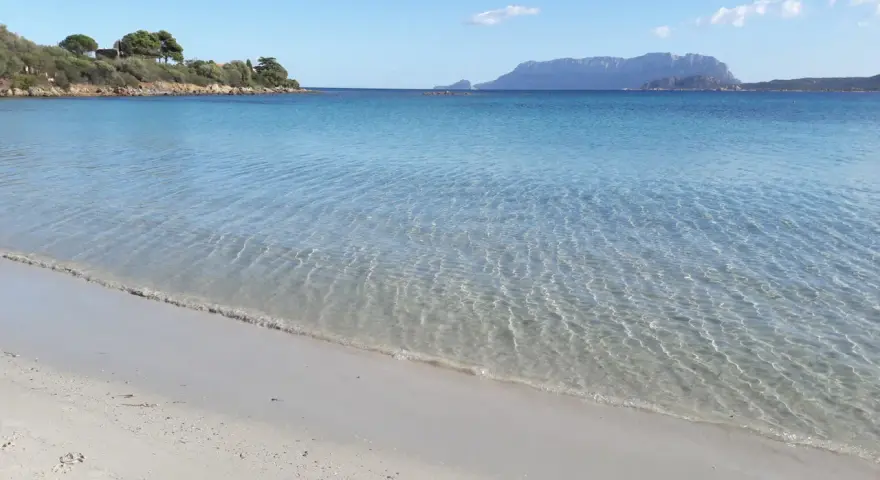 Acque cristalline e sabbia dorata alla plage Pittulongu, con la sagoma di Tavolara in lontananza.