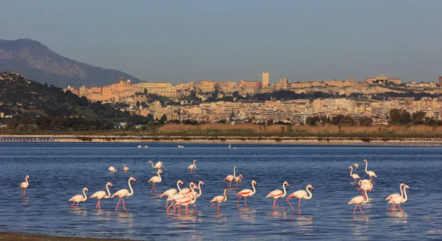 Fenicotteri rosa in uno stagno con Cagliari sullo sfondo.