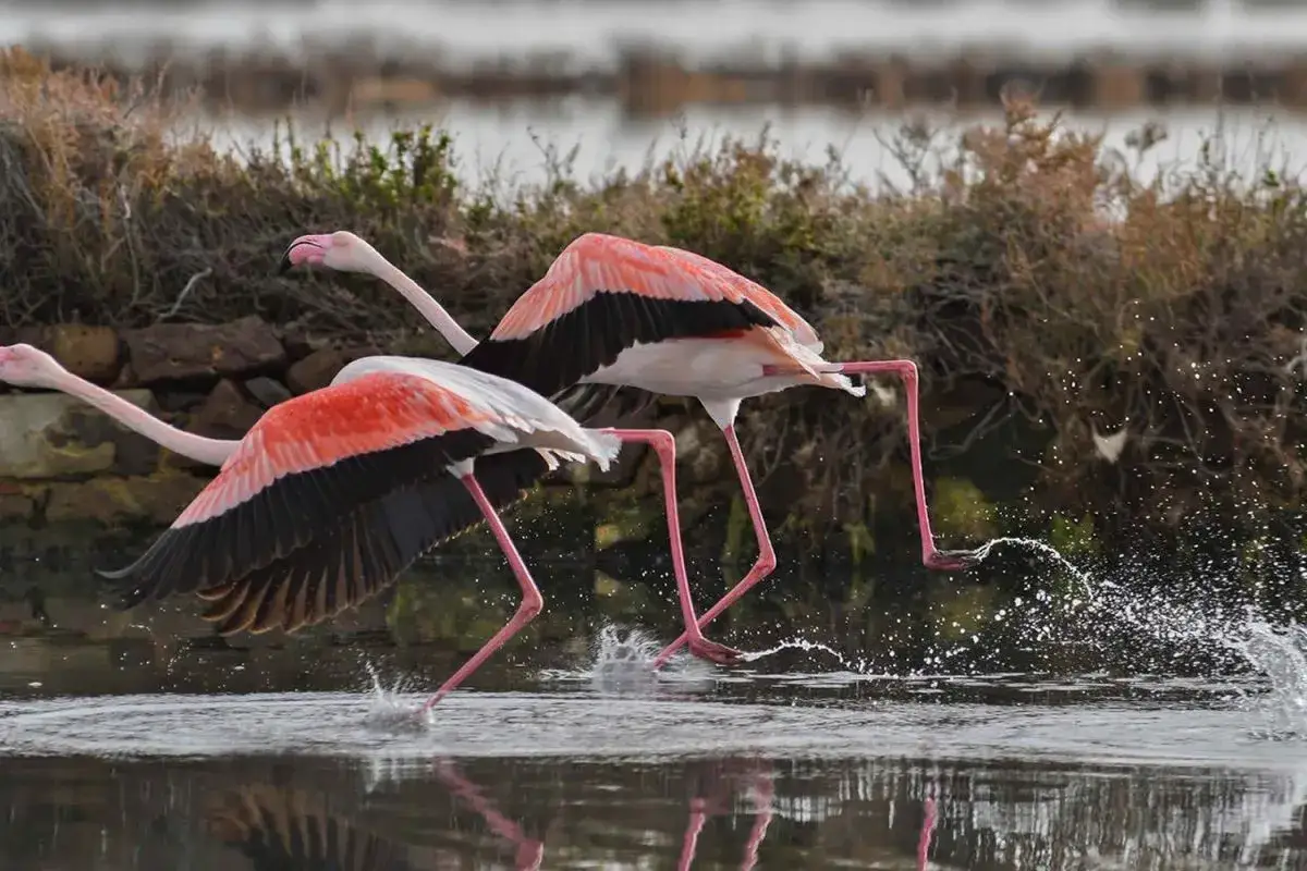 Fenicotteri rosa in volo, con le ali spiegate e le lunghe zampe che sollevano spruzzi d'acqua. Un'immagine iconica dei fenicotteri di Cagliari.