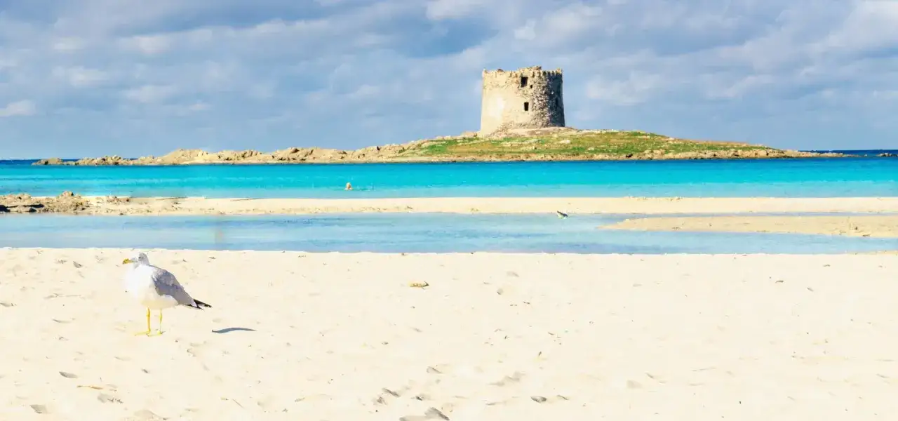 Torre di aragonese e mare cristallino, cosa vedere a Stintino. Gabbiano sulla spiaggia di sabbia bianca.