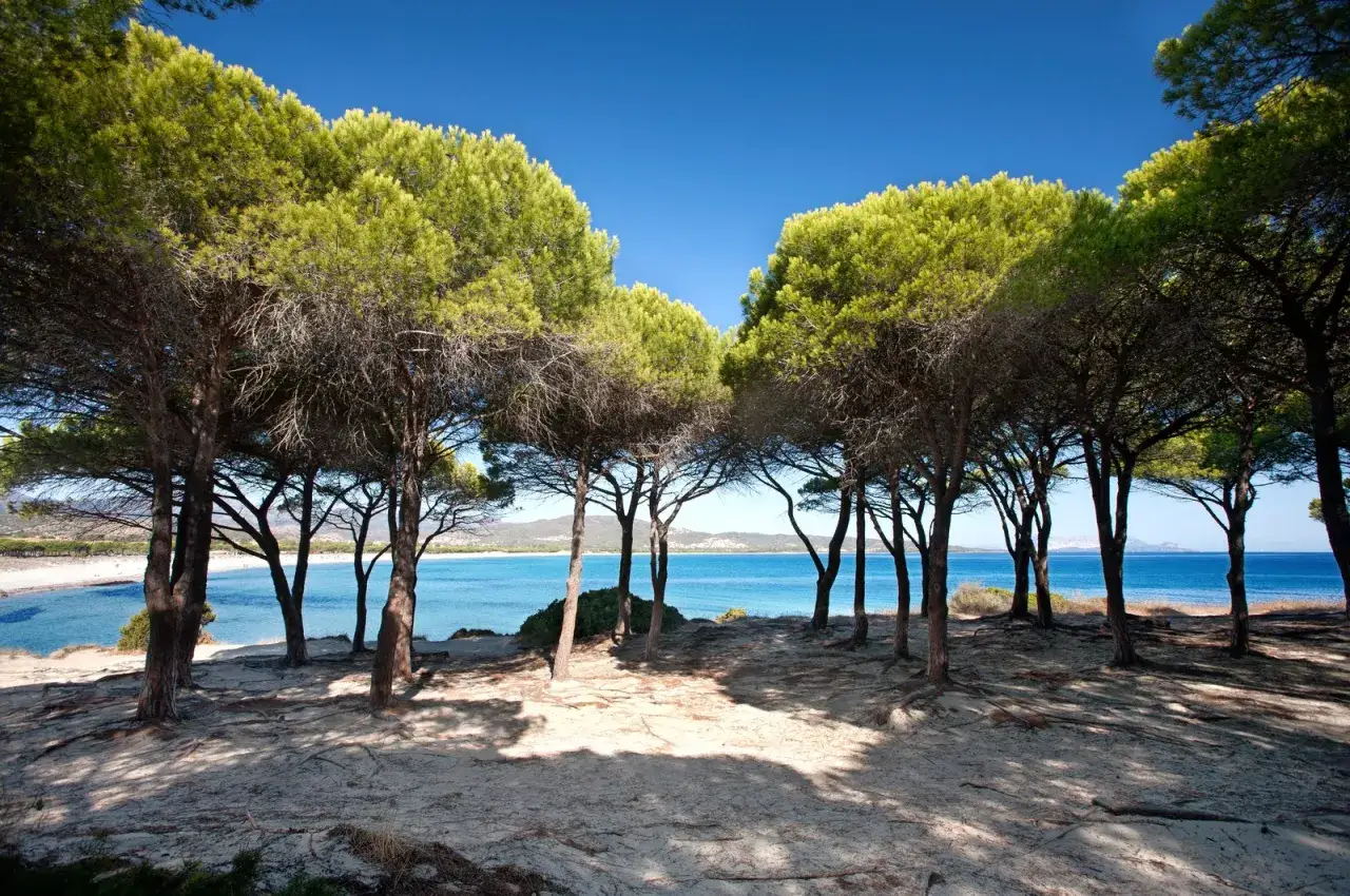 Pineta e mare cristallino, un angolo di paradiso per scoprire cosa vedere a Budoni.